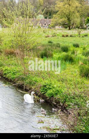 Un cigno muto con sei cignette sul fiume Coln di fronte ad Arlington Row nel villaggio Cotswold di Bibury, Gloucestershire, Inghilterra Foto Stock