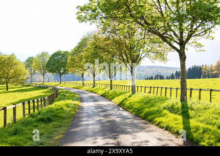 Vergini di erba, recinzioni di pali e rotaie e alberi standard accanto a una corsia di campagna alla luce della sera nella valle del fiume Coln vicino al villaggio di Cotswold o Foto Stock