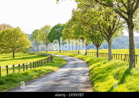 Vergini di erba, recinzioni di pali e rotaie e alberi standard accanto a una corsia di campagna alla luce della sera nella valle del fiume Coln vicino al villaggio di Cotswold o Foto Stock