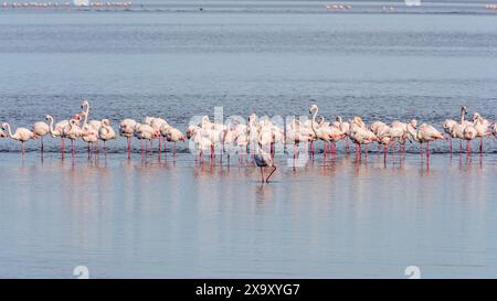 Namibia, regione di Erongo, Baia di Walvis, Laguna, grande fenicottero (Phoenicopterus roseus) Foto Stock