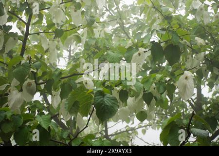 Davidia involucrata Baill colomba o pianta di fazzoletto tascabile per i cinesi i viaggiatori stranieri visitano il parco forestale nazionale di Tianmen Foto Stock