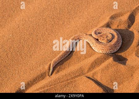 Namibia, regione Hardap, Sesriem, Sossusvlei, Peringuey's Adder, Adder a avvolgimento laterale nel deserto (Bitis peringueyi) Foto Stock