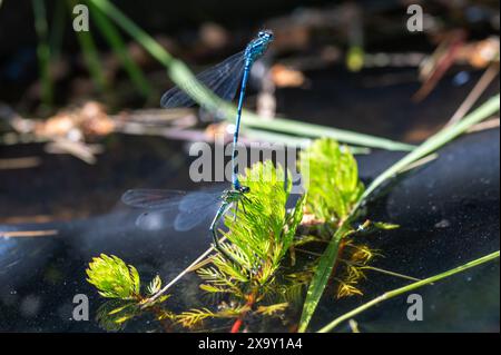 Le Damselfanie azzurre si accoppiano sulla superficie di uno stagno tra piante verdi di stagno in una soleggiata giornata estiva. Coenagrion Puella. Foto Stock