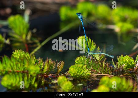 Le Damselfanie azzurre si accoppiano sulla superficie di uno stagno tra piante verdi di stagno in una soleggiata giornata estiva. Coenagrion Puella. Foto Stock
