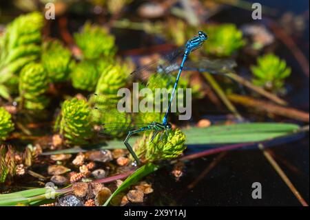 Le Damselfanie azzurre si accoppiano sulla superficie di uno stagno tra piante verdi di stagno in una soleggiata giornata estiva. Coenagrion Puella. Foto Stock