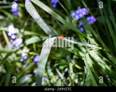 Coccinellidae, Ladybird, Ladybug passeggiando lungo una grande lama d'erba. Foto Stock