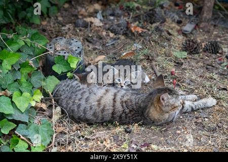 Gatto randagio che allatta i suoi gattini in giardino. Foto Stock