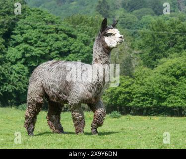 raro alpaca grigio Foto Stock