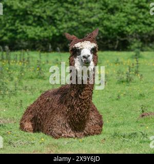 alpaca disteso sul campo Foto Stock