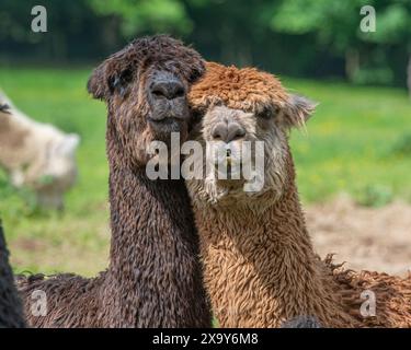 due amici di alpaca che si coccolano insieme Foto Stock