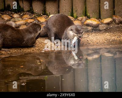 La lontre asiatica dalle unghie corte sta mangiando uno spratto vicino al mare con il suo riflesso che si vede nella piscina. Foto Stock