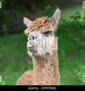 alpaca con un aspetto scontroso Foto Stock