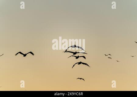 I pellicani si alzano al tramonto su San Francisco, CALIFORNIA, Stati Uniti Foto Stock
