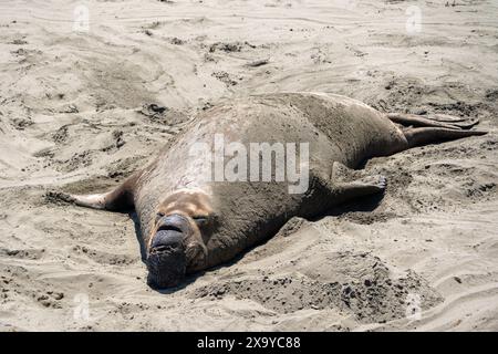 Un elefante marino sulla spiaggia al Piers Blancas Light in California, Stati Uniti Foto Stock