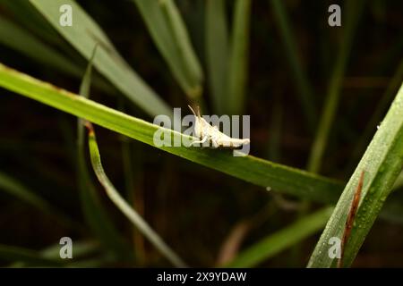 Cavalletta verde su ghiaia nera sul banco dello stagno, annotare la profondità di campo bassa. Foto di alta qualità Foto Stock