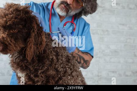 Un uomo caucasico veterinario che vaccina un cane Foto Stock