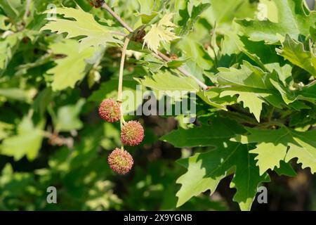 Platane, Orientalische Platane, Morgenländische Platane, Platanus orientalis, Chenar, piano Orientale, piano, piano Orientale albero, piano albero, Vecchia Worl Foto Stock