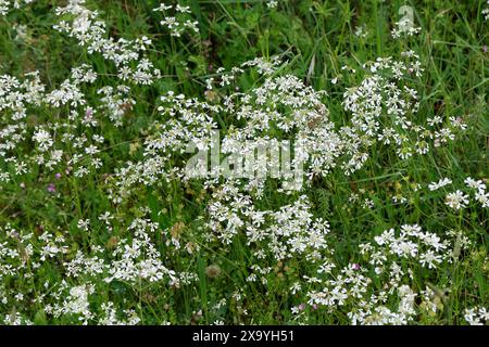 Apulischer Zirmet, Tordylium apulum, Condylocarpus humilis, Mediterranean Hartwort, le Tordyle des Pouilles Foto Stock