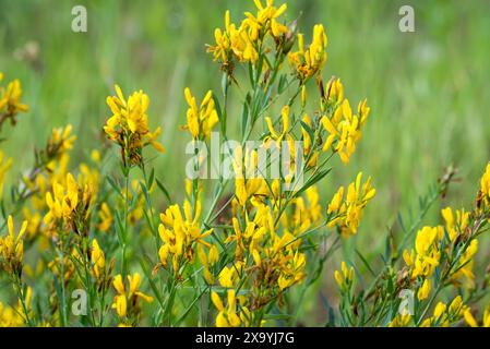 L'erba verde di dyer, la tinctoria genista i fiori estivi gialli primo piano focale selettiva Foto Stock