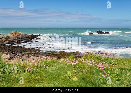 Fiori di rosa marino o di ciuffo che fioriscono sulla costa con mari aspri nella baia di Portelet sulla costa occidentale. Torteval, Guernsey, Isole del Canale, Regno Unito, Gran Bretagna Foto Stock