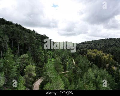 Vista aerea di una foresta con una strada che la attraversa Foto Stock
