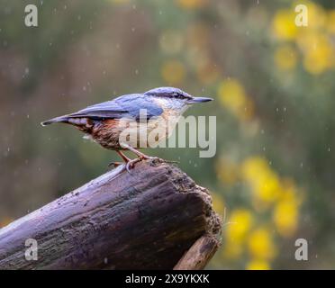 Un portello arroccato su un albero all'aperto in una tempesta Foto Stock