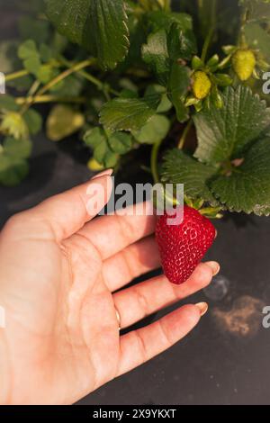 Una persona che tiene una fragola fresca Foto Stock