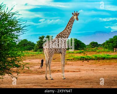 Una giraffa che passeggia su una strada sterrata vicino agli alberi Foto Stock