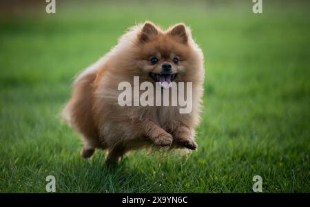 Un primo piano di un adorabile e soffice cane della pomerania che corre su un campo erboso Foto Stock