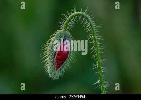 Papavero, roe papavero con fiore rosso nascosto prima dell'apertura, primo piano. Nel campo al crepuscolo. Sfondo verde naturale sfocato. Trencin, Slovacchia Foto Stock