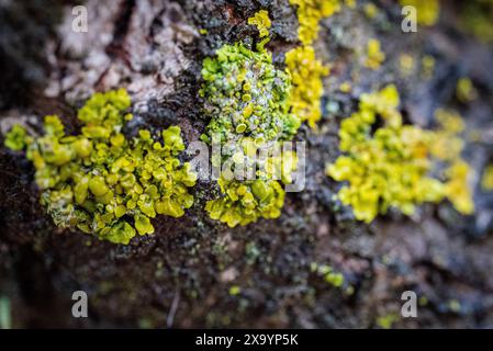 Un primo piano di muschio verde e licheni che crescono sulla corteccia degli alberi in una foresta Foto Stock