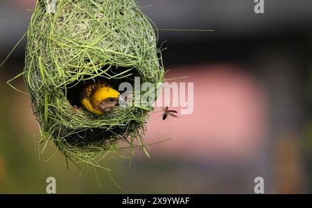 3 giugno 2024: Baya Weaver, l'uccello maschio (Ploceus philippinus), intreccia il suo nido a Kathmandu, Nepal, il 3 giugno 2024. Il tessitore baya è un uccello tessitore che si trova in tutto il sud-est asiatico ed è meglio conosciuto per i loro nidi a forma di storta appesi intrecciati con foglie. (Credit Image: © Sunil Sharma/ZUMA Press Wire) SOLO PER USO EDITORIALE! Non per USO commerciale! Foto Stock