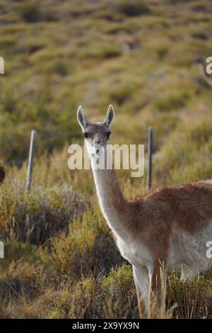 Un primo piano di un guanaco in un campo verde a Chalten, Foto Stock