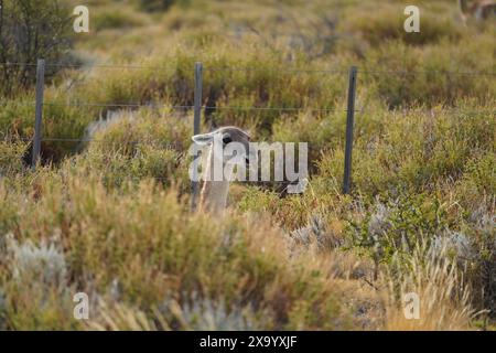 Un primo piano di un guanaco in un campo verde a Chalten, Foto Stock