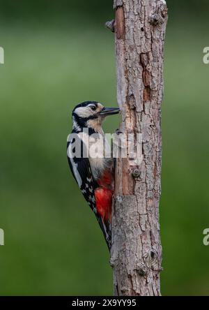 Un grande picchio maculato (Dendrocopos Major) seduto in posizione verticale su un tronco d'albero mostrando il suo meraviglioso piumaggio rosso, nero e bianco. Kent, Regno Unito Foto Stock