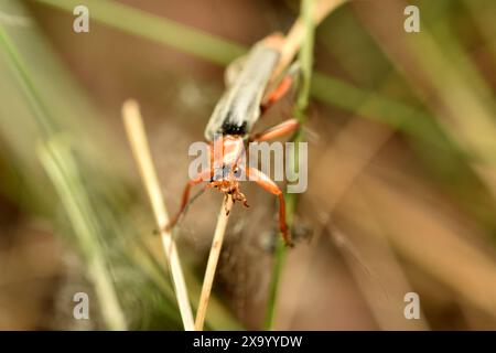 Primo piano di uno scarabeo soldato, Cantharis pellucida, che sale su erba fiorita. Foto di alta qualità Foto Stock