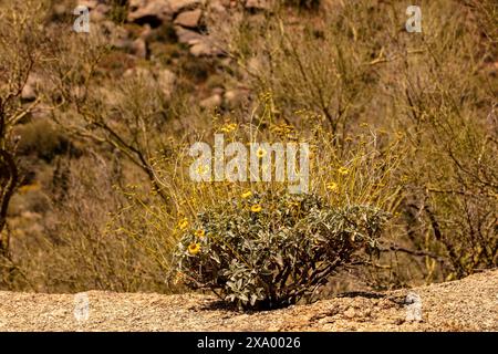 Fiori gialli comuni ma non meno belli di Encelia farinosa, brittlebush, che si illuminano sul lussureggiante deserto di Sonora al sole primaverile dell'Arizona (USA) Foto Stock