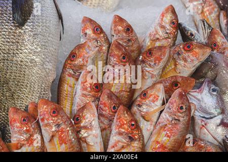 Pesce di capra fresco, triglie rosse o surmullet sdraiati sul ghiaccio in una pescheria o in un mercato Foto Stock