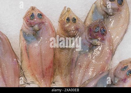 Piccolo pesce crudo di sogliola appena sdraiato sul ghiaccio in una pescheria o in un mercato Foto Stock