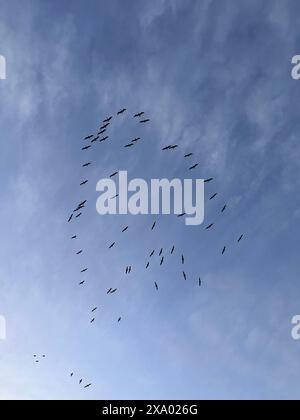 Gli uccelli in formazione circolare in un cielo azzurro, Foto Stock