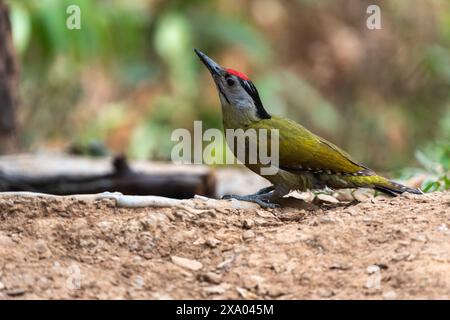 Uccello picchio dalla testa grigia nel suo habitat. Primo piano Foto Stock