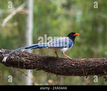 Uccello rosso magpie blu appollaiato su un ramo Foto Stock