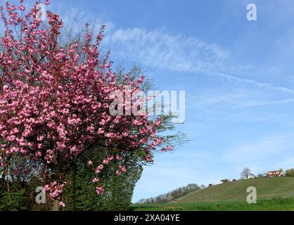 Idrante rosso vicino all'albero rosa nell'erba Foto Stock