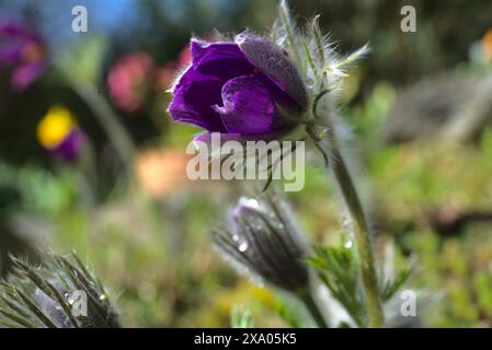 In un campo spicca un fiore di primavera viola Foto Stock