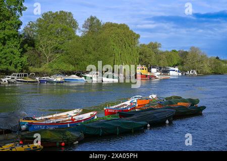 Barche ormeggiate lungo il Tamigi, Richmond, Greater London, England, U. K Foto Stock