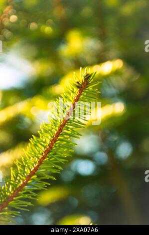 Uno scatto selettivo verticale di un ramo di pino Foto Stock
