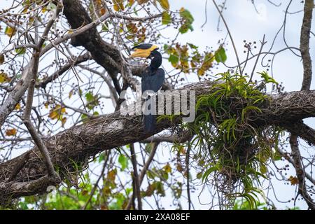 Buceros bicornis Foto Stock