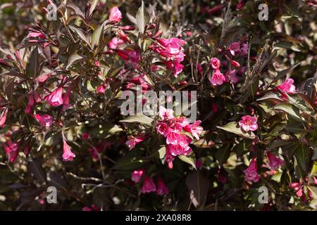 Weigela Florida 'Alexandra' Wine and Roses weigela. Foto Stock