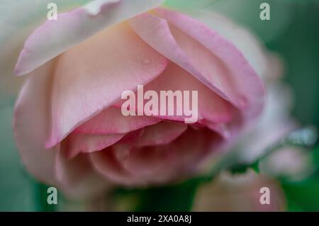 Primo piano di rose rosa su uno stelo di pianta Foto Stock