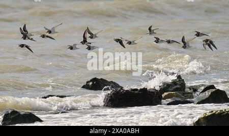 Un gregge di Ruddy Turnstone che vola attraverso il litorale Foto Stock